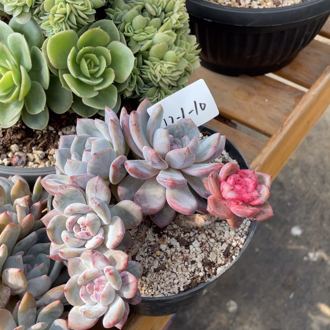 12-1-10静好多肉园艺