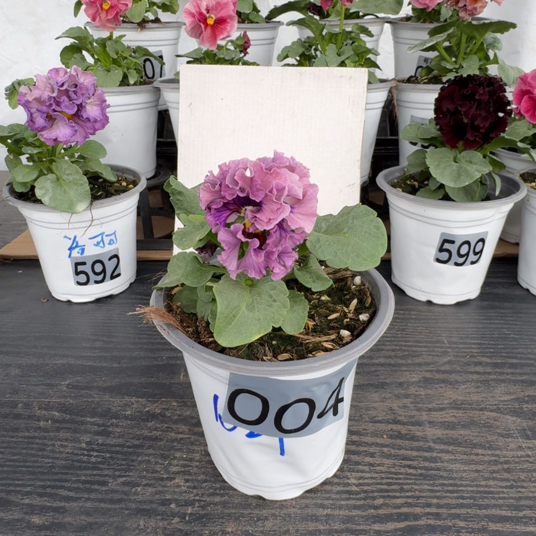 全部花朵004号1021