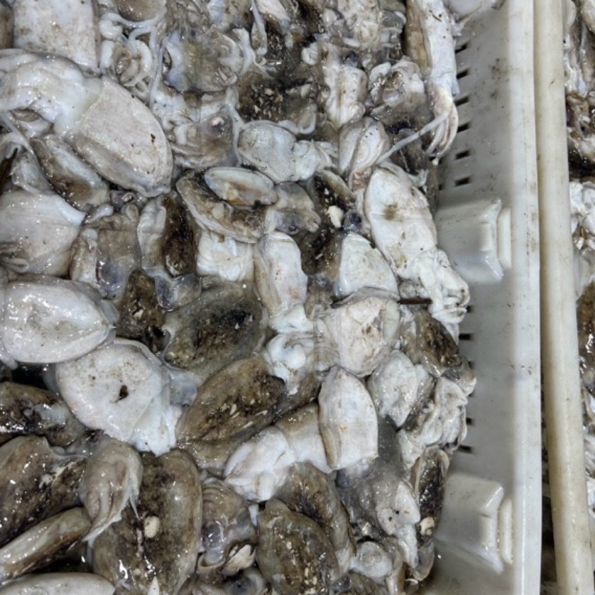 连云港冷冻发货小指甲墨鱼10斤个头小介意小不拍