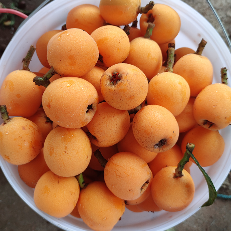 活动价】正宗大五星枇杷当季新鲜水果非米易琵琶5斤产地直发精选果