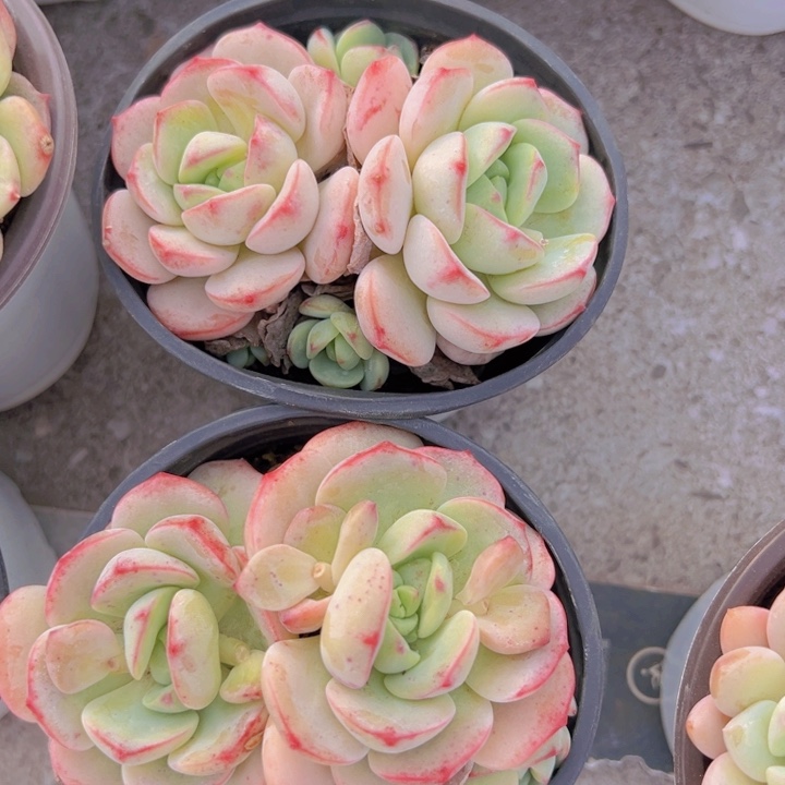 健健康康平平安安