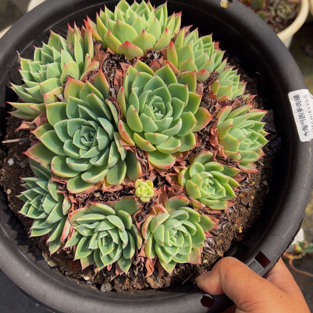 三色锦多头大盆群