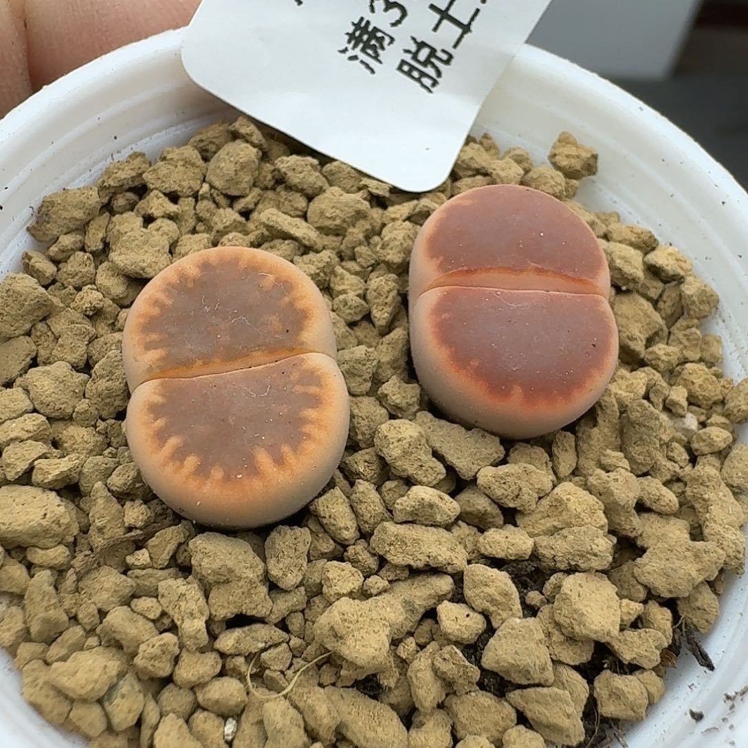 572多肉哈哈哈哈哈哈哈