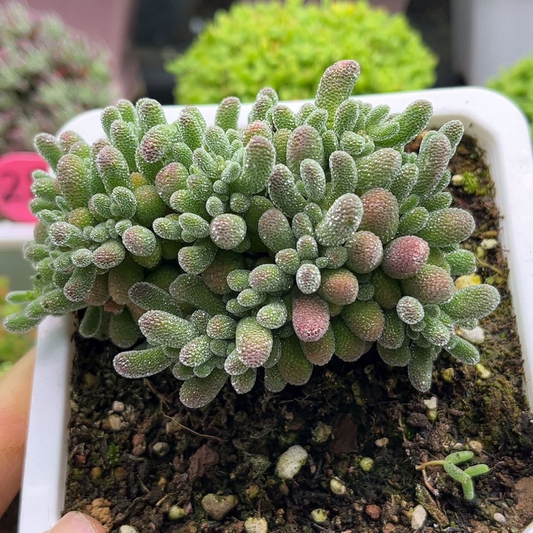 39五彩优选枝干番杏