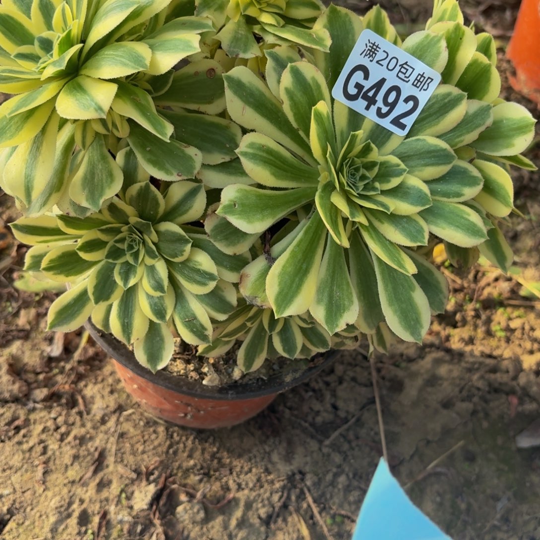 492多肉植物捧花的时候