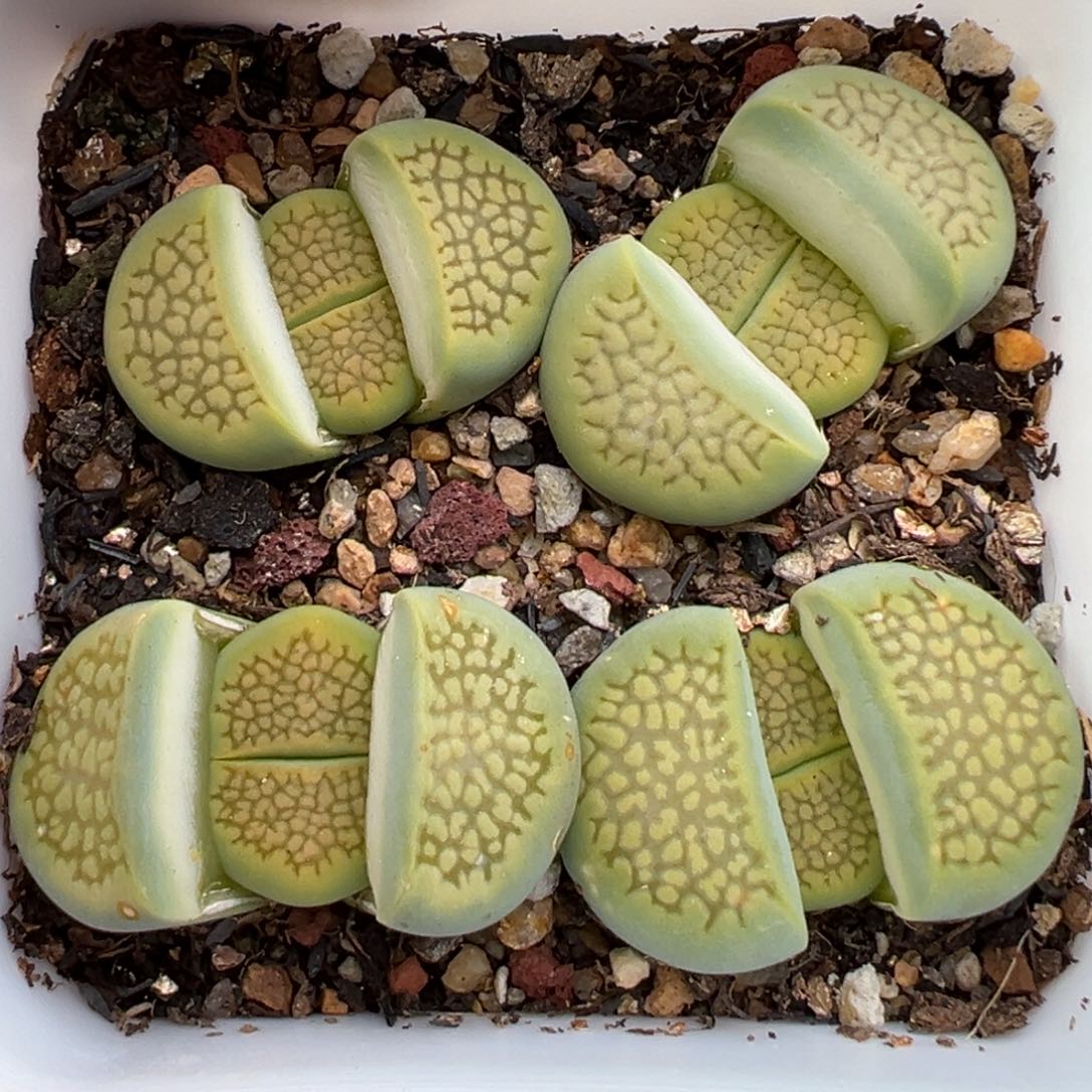 2.19好看的多肉372