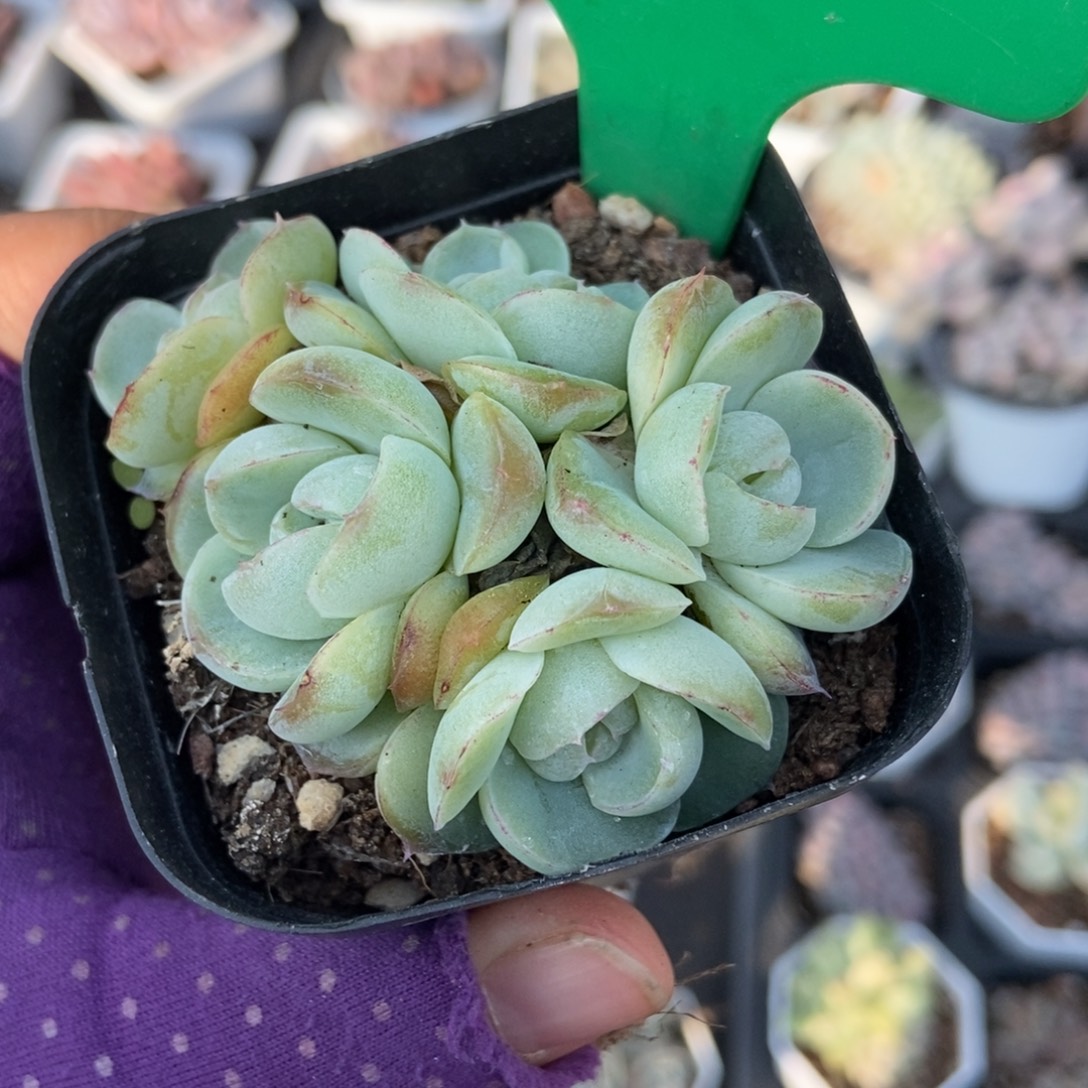 200胖虎珍妮多肉植物