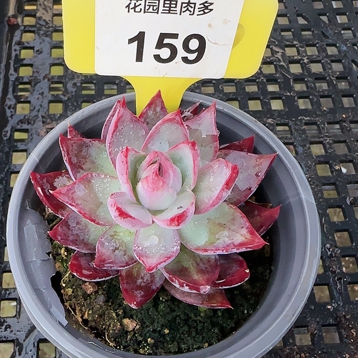 159 惊鸿仙子多肉植物6-9cm