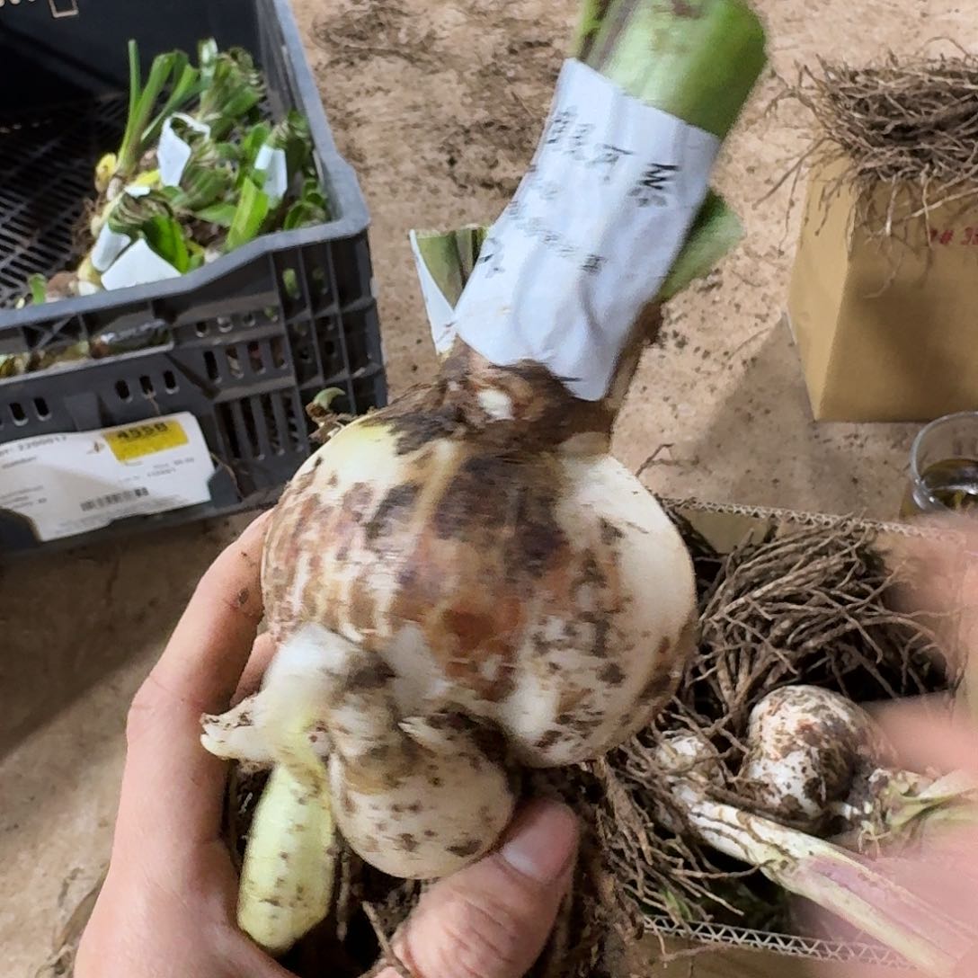 风波度银河系7+开花球发发发
