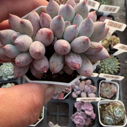 93所罗门多肉植物多
