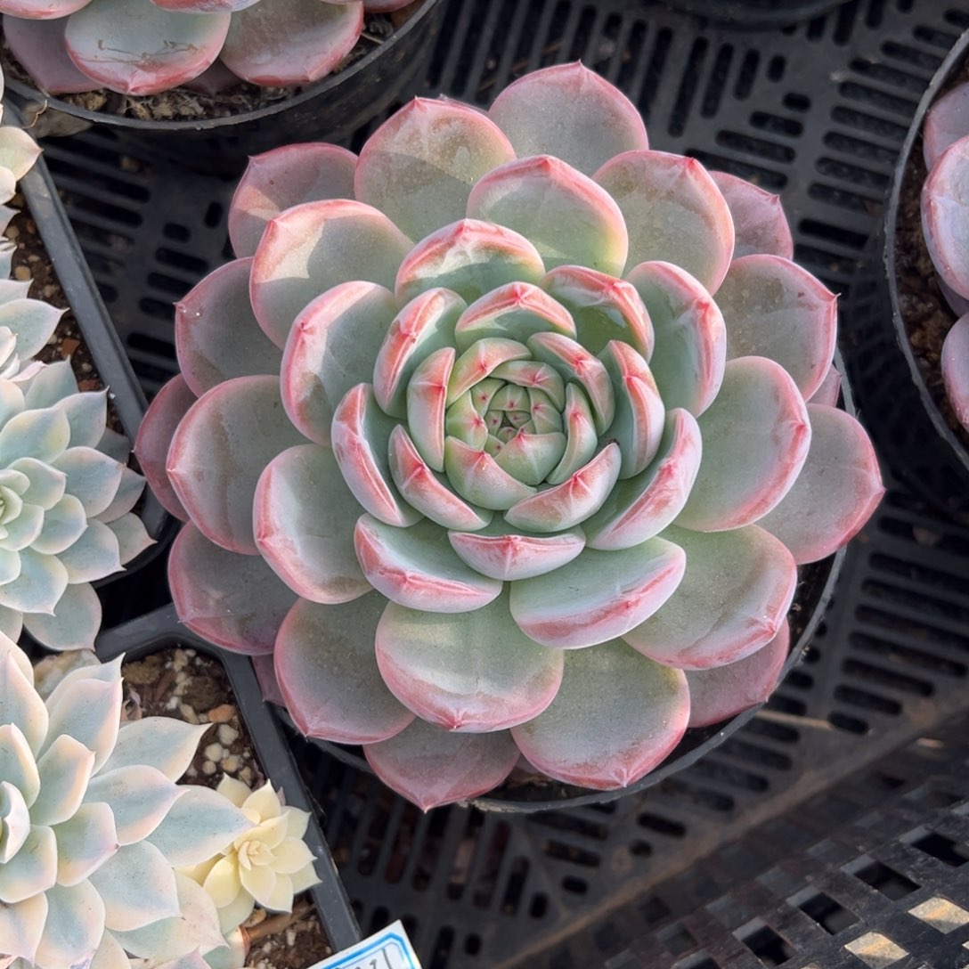 多肉大单头红鸾【非偏远地区满18包邮】