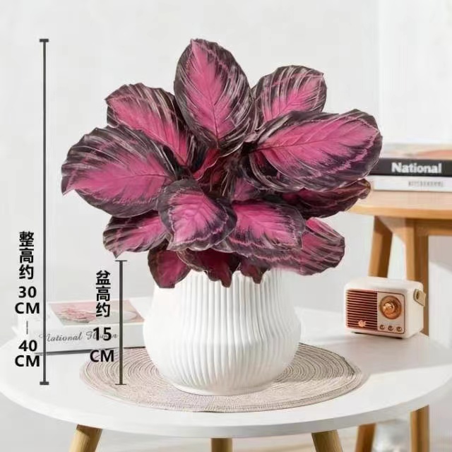 红玫瑰竹芋盆栽室内耐阴观叶四季好养净化空气绿植