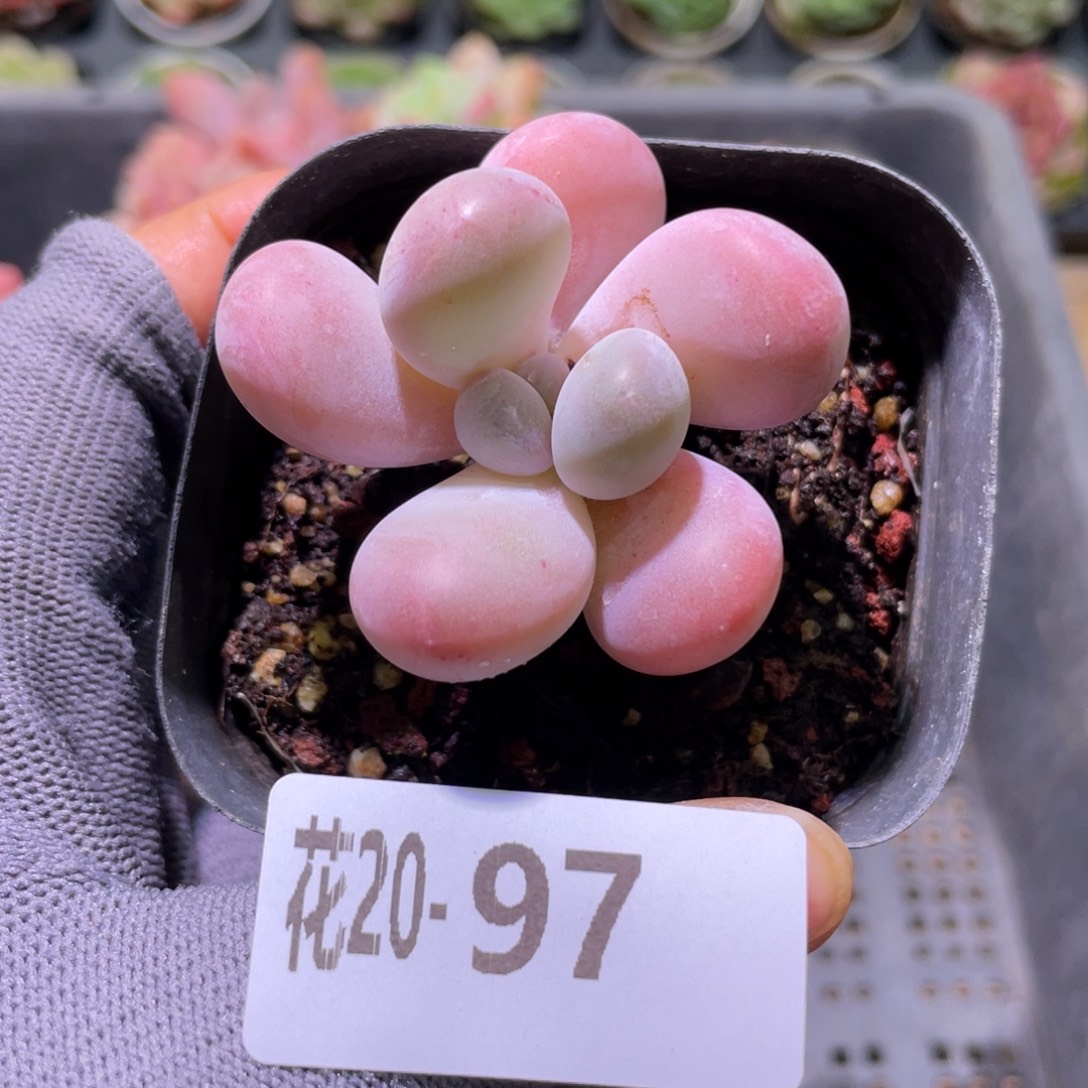 花利美20-97奶酪新品