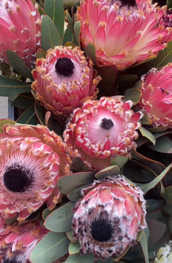 【七礼夫人】进口冰雪皇后花/南非花材/小众轻奢可干花