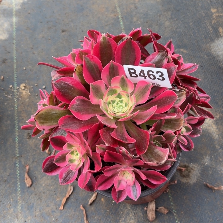 瑞妈，，，，。。463布，，。