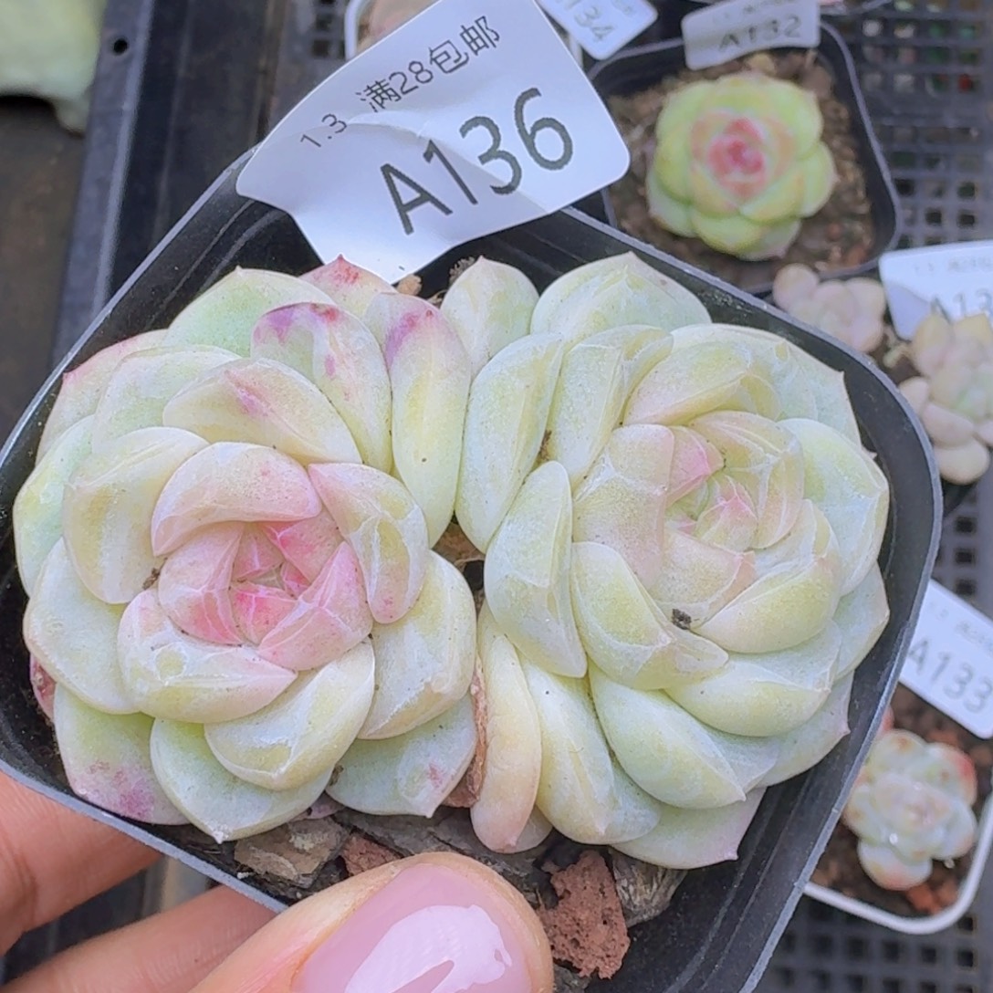 粉珍妮双头一颗带盆