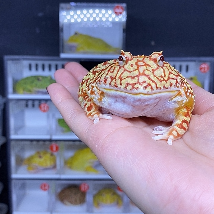 特价秒杀一切顺利