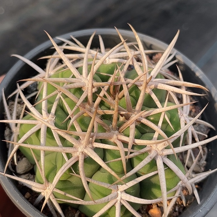 碧岩玉实生仙人球