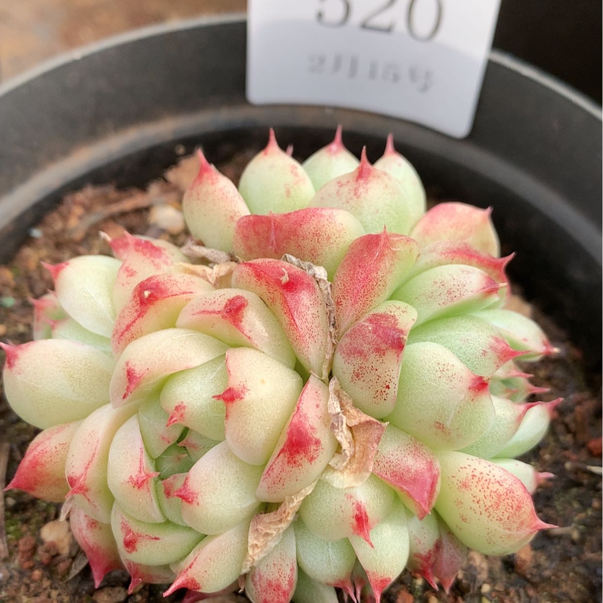 【闪购商品】云520号韩麦