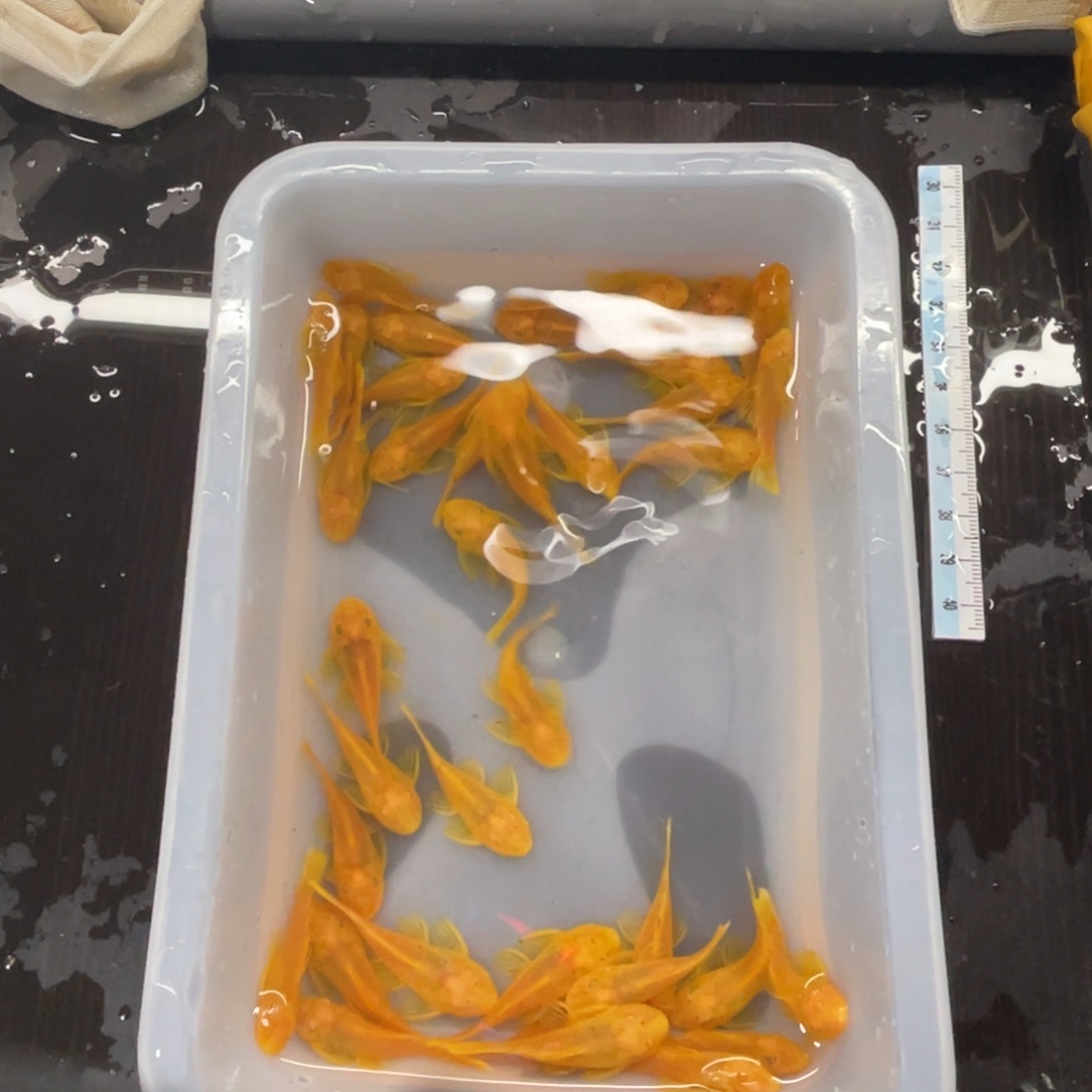 清道夫鱼中号胡子30条开箱视频报损