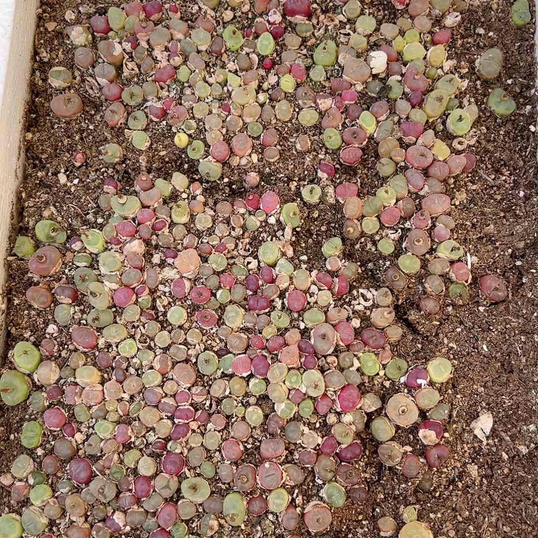 【闪购商品】326 彩毛一箱 带箱发货