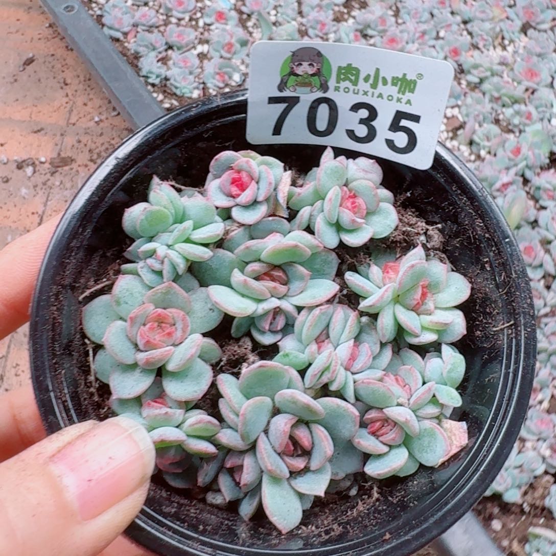 多肉植物多肉植物