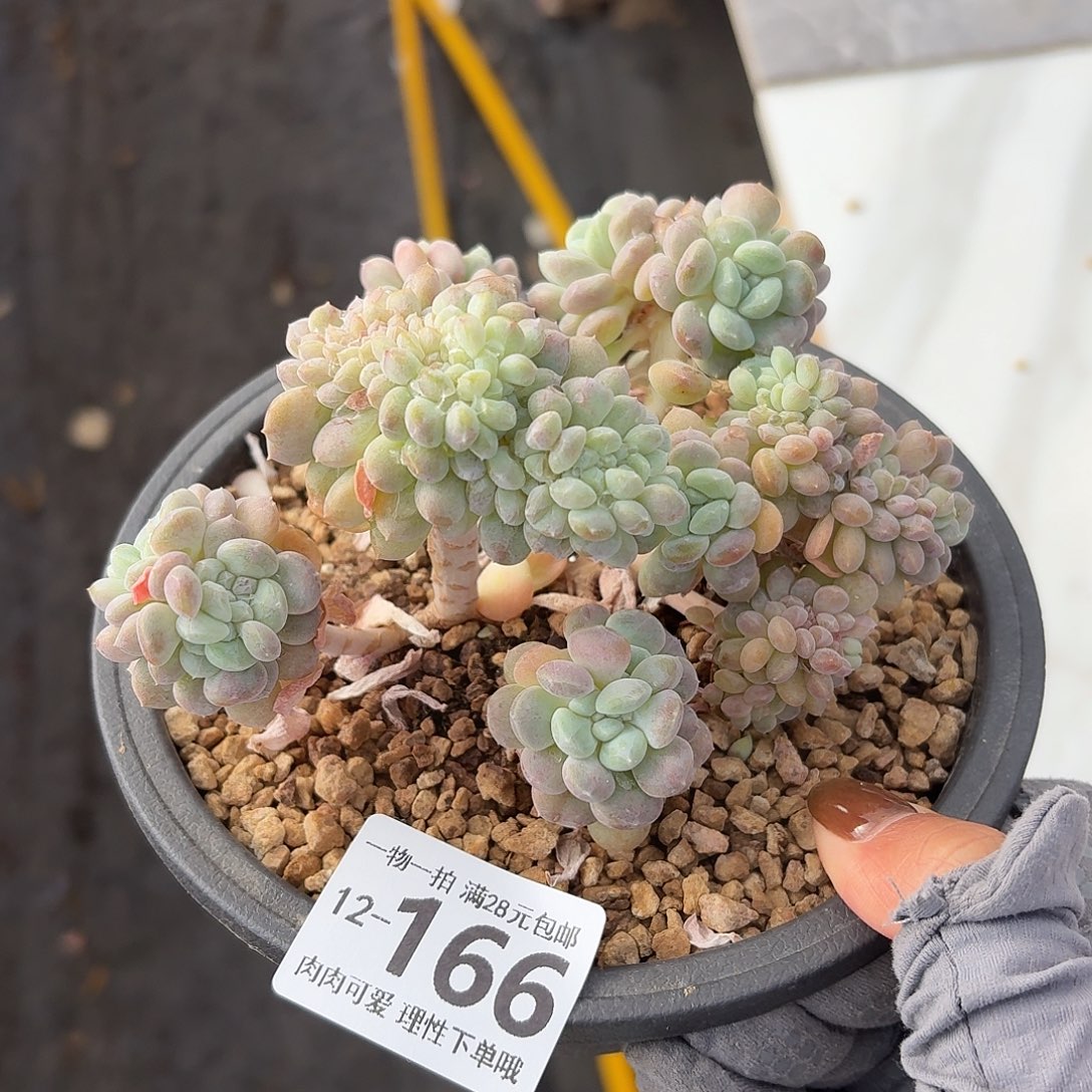 冰桃缀化无盆土发货无
