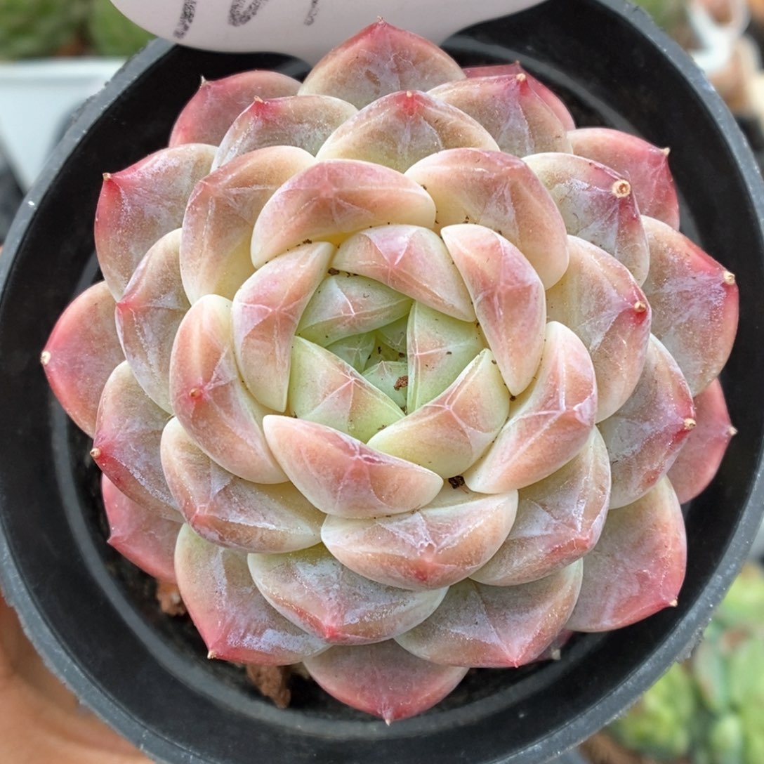 巧克力冰魄可拍9612号 