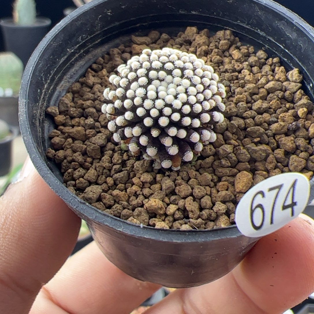 松针牡丹1.7一物一拍