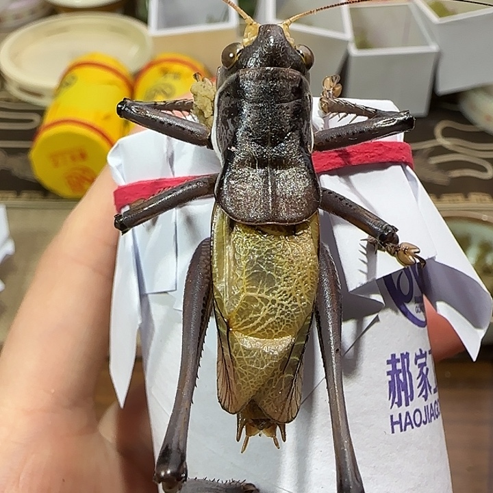 郝建伟蝈蝈一只包邮