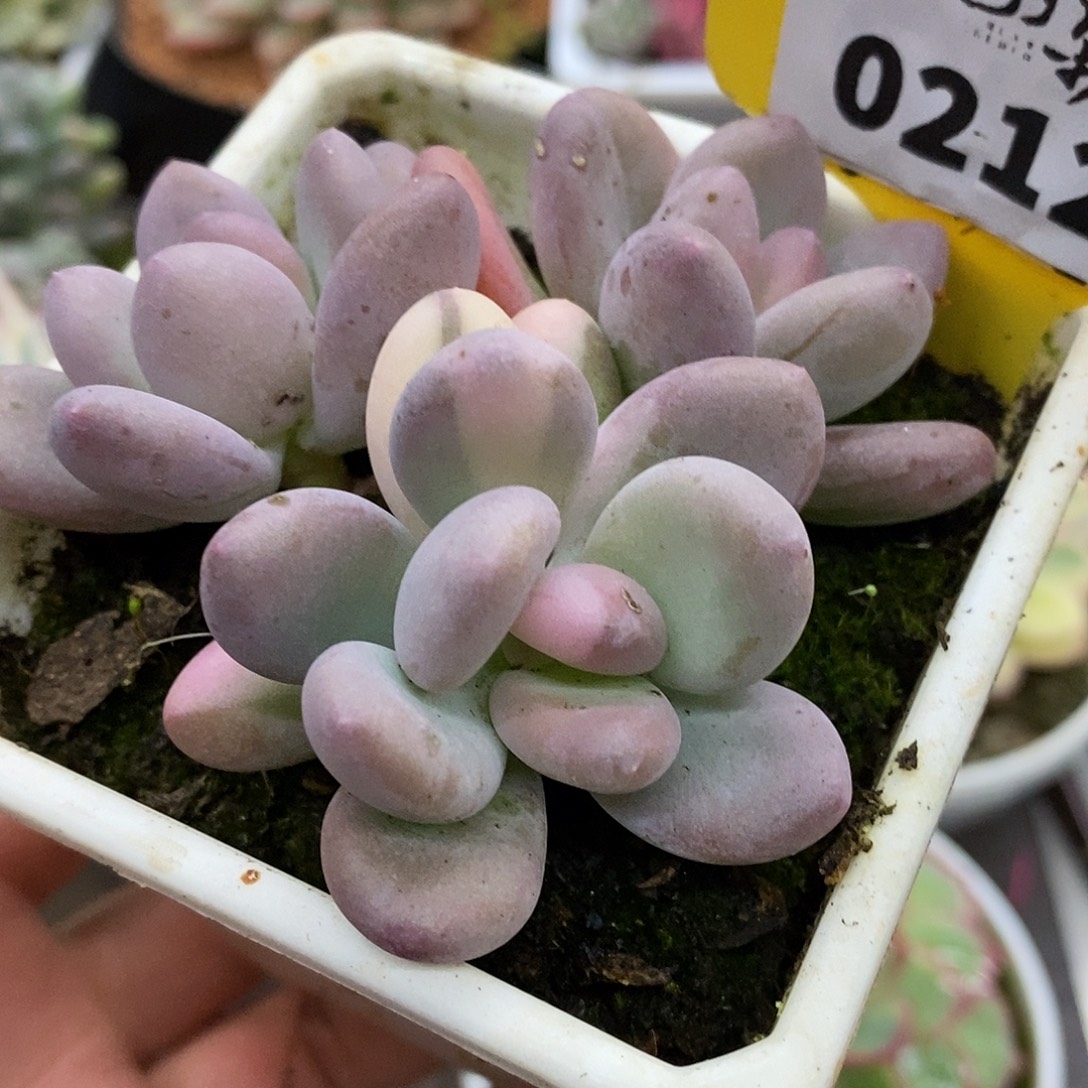 212奶酪哈哈哈哈哈哈