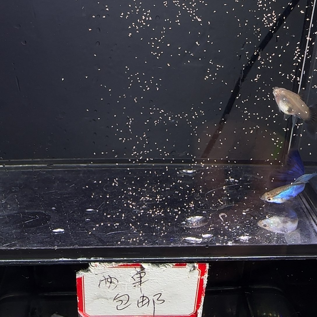 孔雀鱼新加兰一对