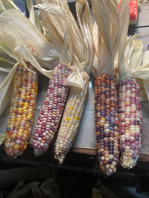 可盘玩文玩玉米毛料直播间福利品质