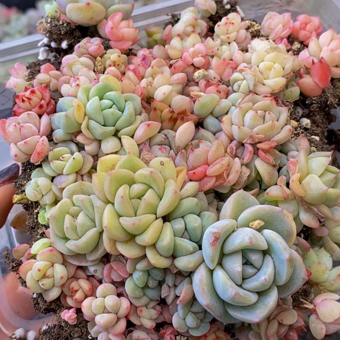 842多肉植物保护研究所所长助理