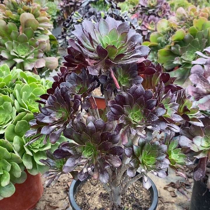 黑法多肉植物10。 