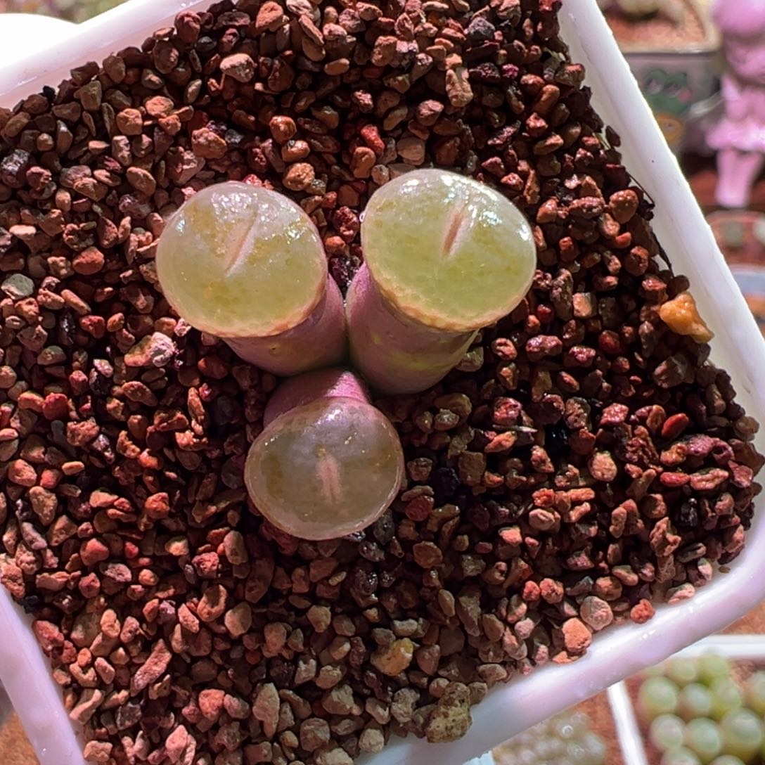 0427，安格尼斯之眼，肉锥植物