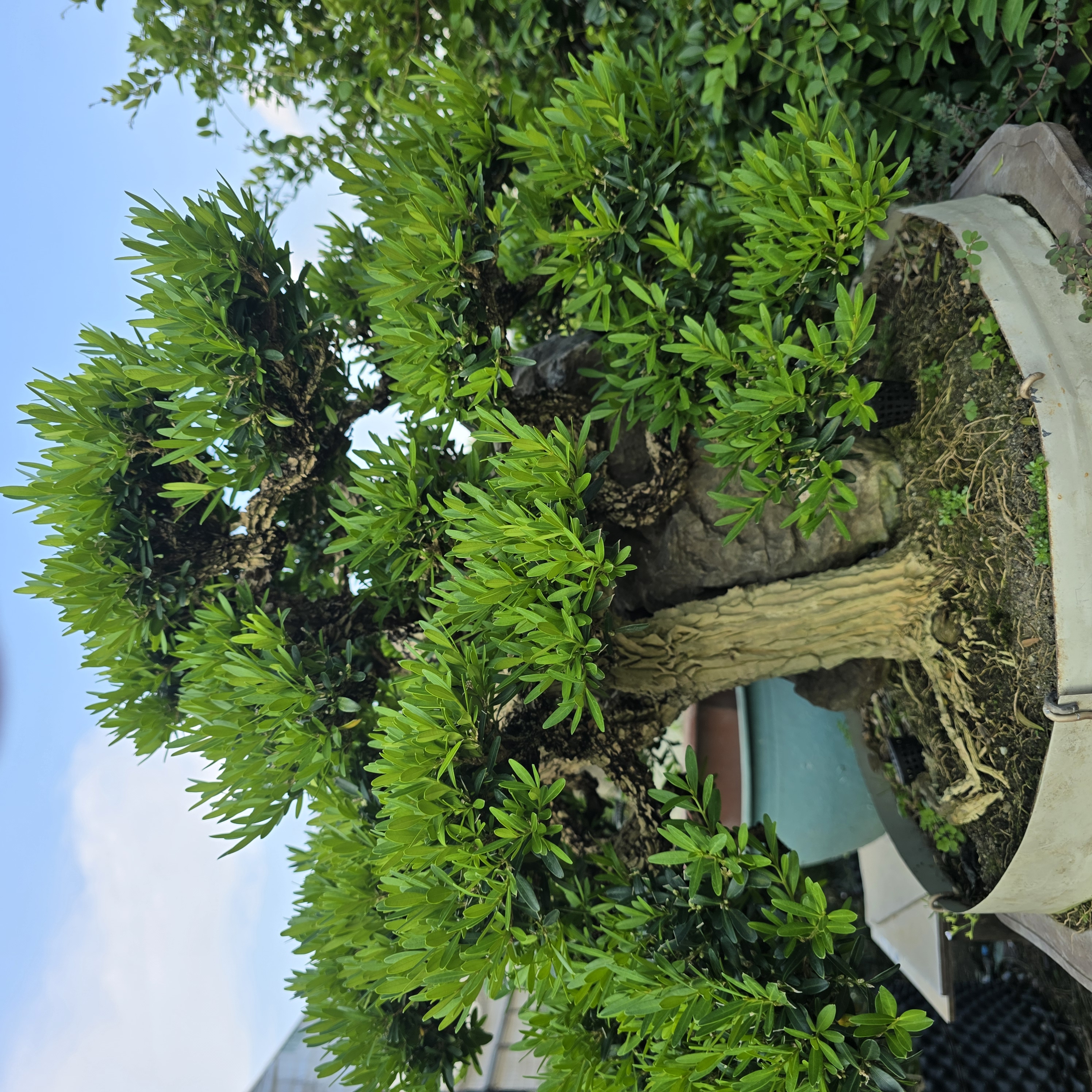 直播间一物一拍！雀舌皱皮黄杨盆栽别墅庭院盆景好养