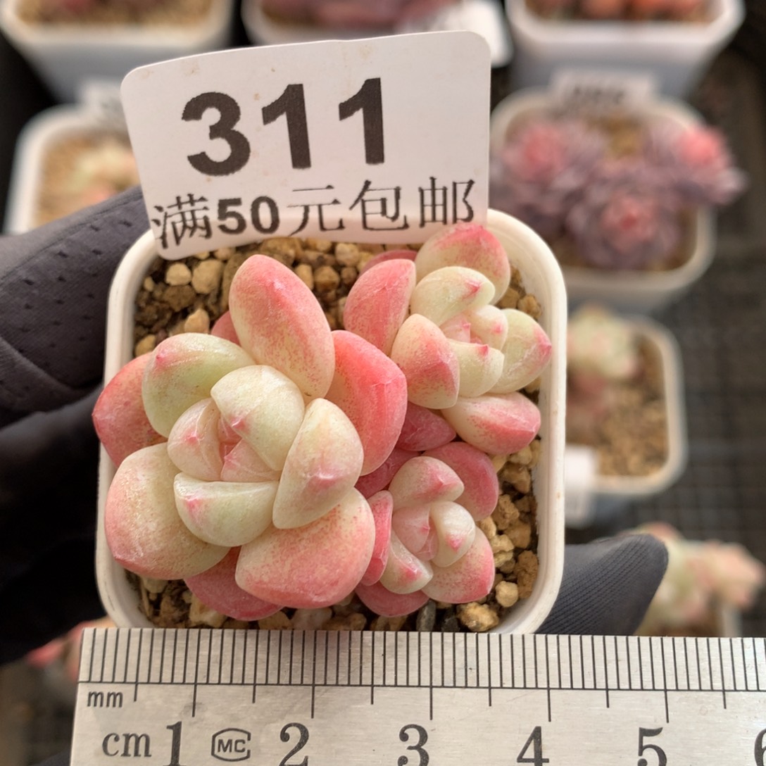 311。粉芯三头小脸冰玉 带小崽。