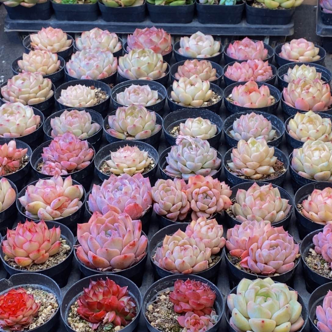 974多肉植物保护研究所所长助理研究员