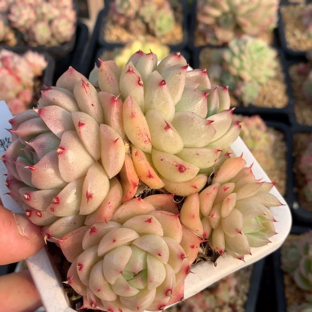 0221-26 麦杆优选