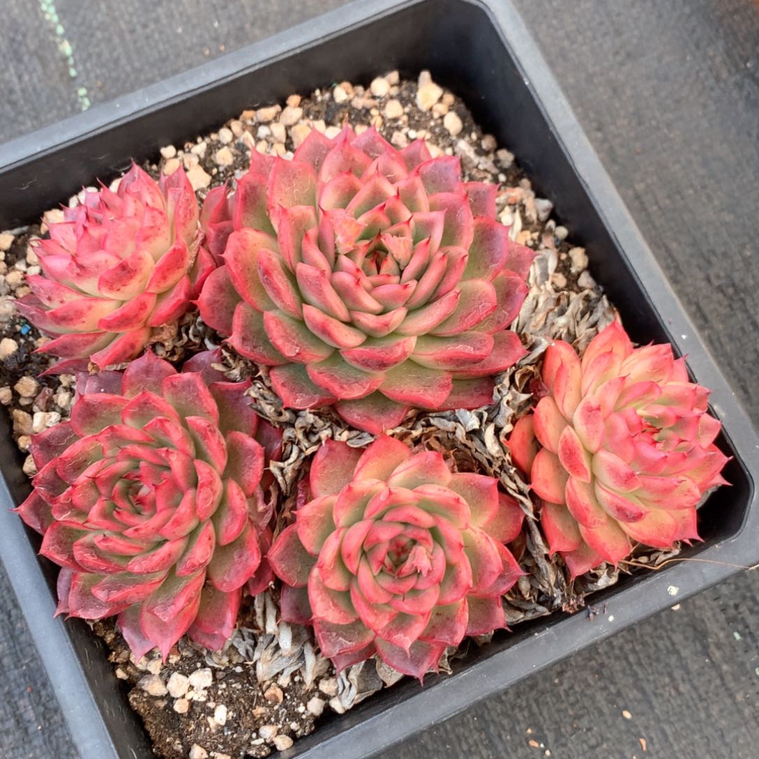 2598杂交多肉植物基地