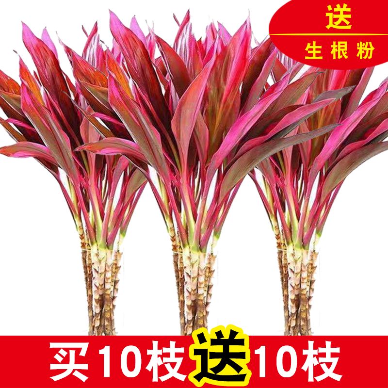 【粗杆大叶】紫竹鸿运当头富贵竹大叶水培绿植花卉客厅室内净化空气