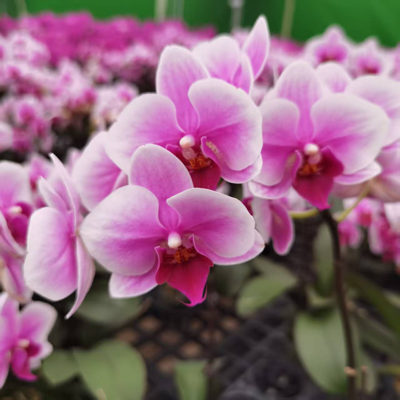 【绝代双骄】蝴蝶兰粉紫色晕染极光边环绕开花室内观赏花卉绿植