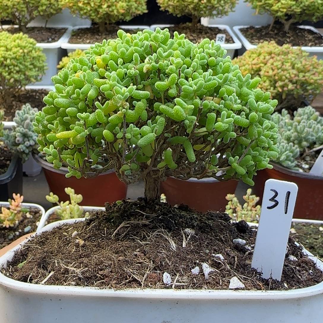 小****金桔糖球一物一拍