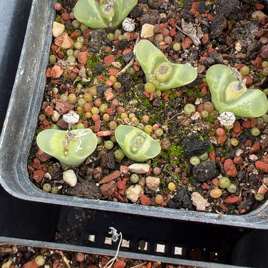 15-110肉锥多肉植物