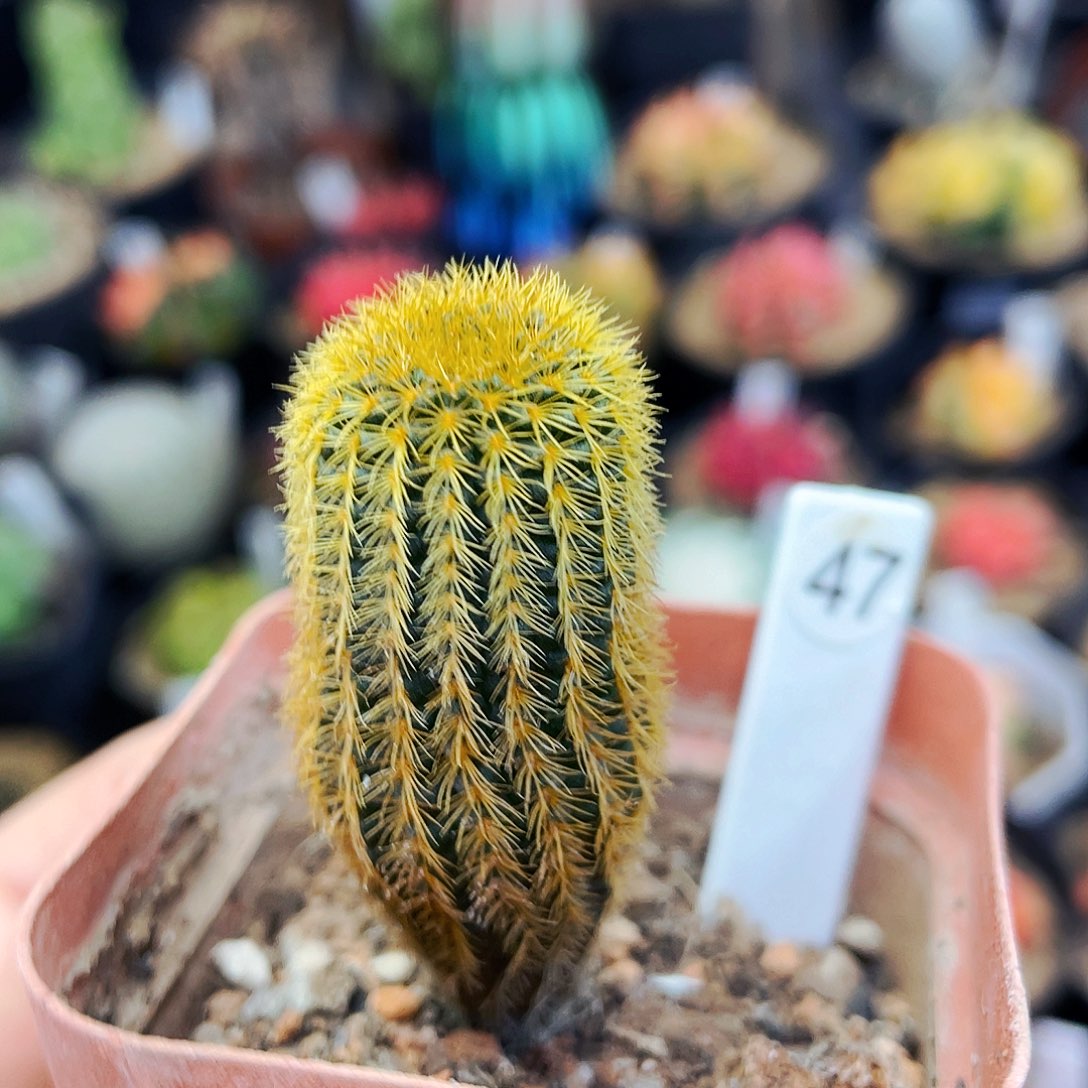 非偏远地区满25包邮仙人球