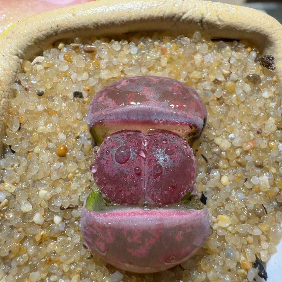 红陶蘑菇443酒红