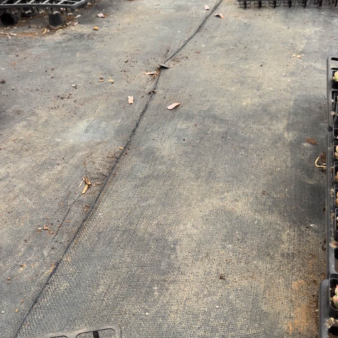 22-33麦秆母本量拍不知道几个