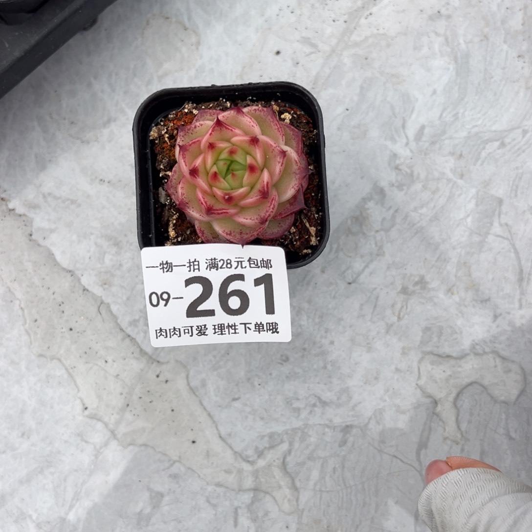 焰火多肉多肉多肉多肉