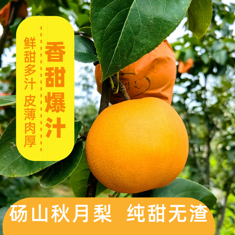正宗秋月梨新鲜脆甜多汁